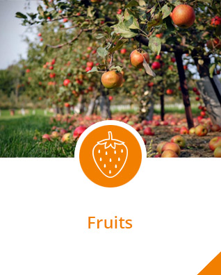 fruit