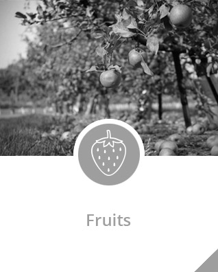 nb-fruit