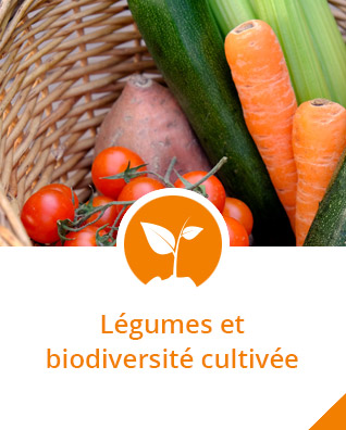 Legumes-et-biodiversite-cultivee
