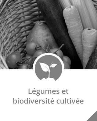 nb-Legumes-et-biodiversité-cultivee