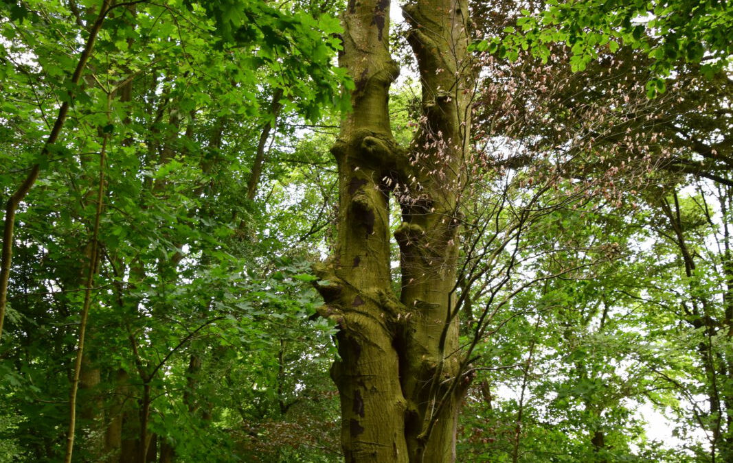 Forêt résiliente: plantez pour l&rsquo;avenir !